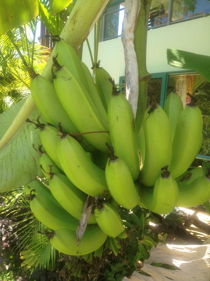 רארוטונגה Aroa Kainga Bungalows And Apartment מראה חיצוני תמונה